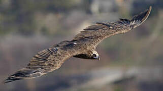 Cinereous Vulture