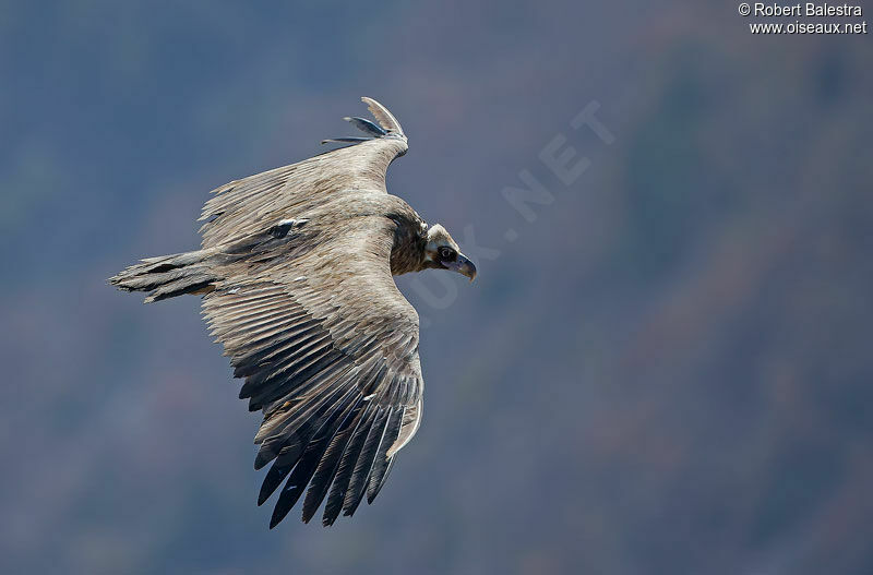 Cinereous Vulture