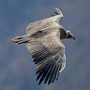 Cinereous Vulture