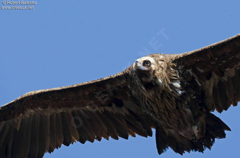 Cinereous Vulture