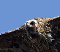 Cinereous Vulture