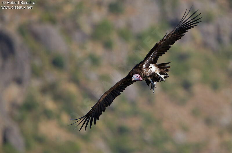 Lappet-faced Vulture