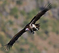 Lappet-faced Vulture