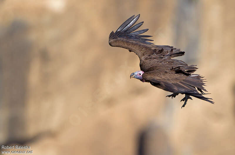 Lappet-faced Vultureadult, Flight