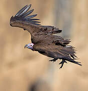 Lappet-faced Vulture