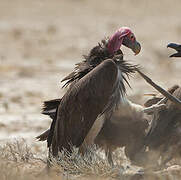 Lappet-faced Vulture