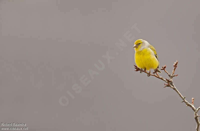 Citril Finch male adult, pigmentation