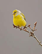 Citril Finch