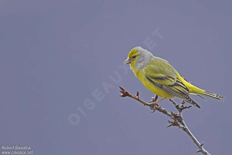 Citril Finch male adult breeding, identification