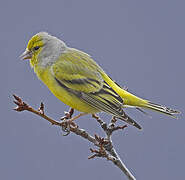 Citril Finch