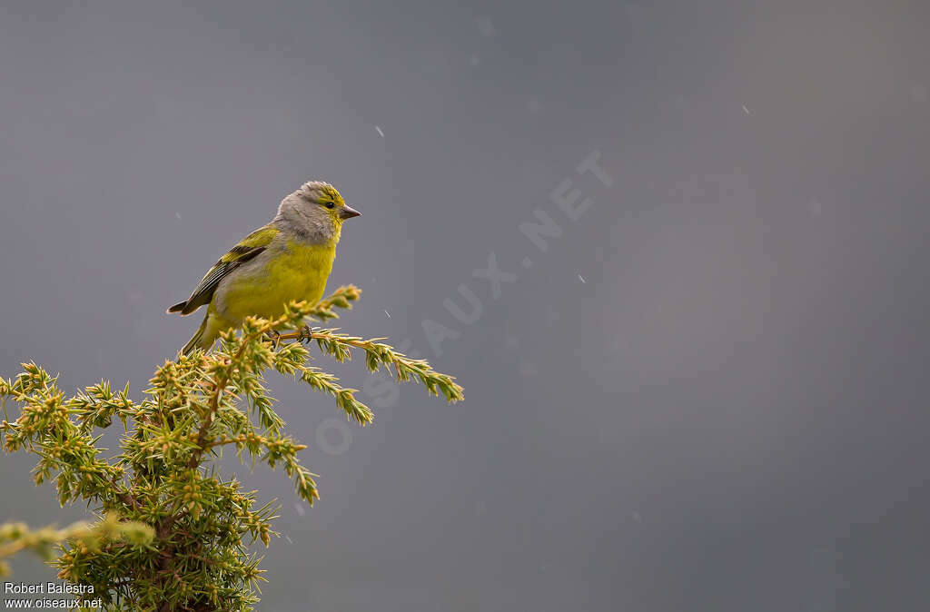 Citril Finch male adult breeding, habitat, pigmentation