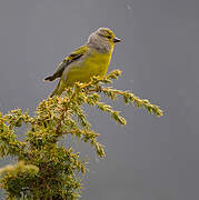 Citril Finch