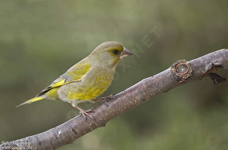 European Greenfinch male adult post breeding, identification