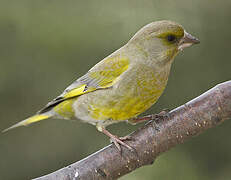 European Greenfinch