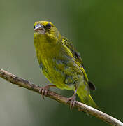 European Greenfinch