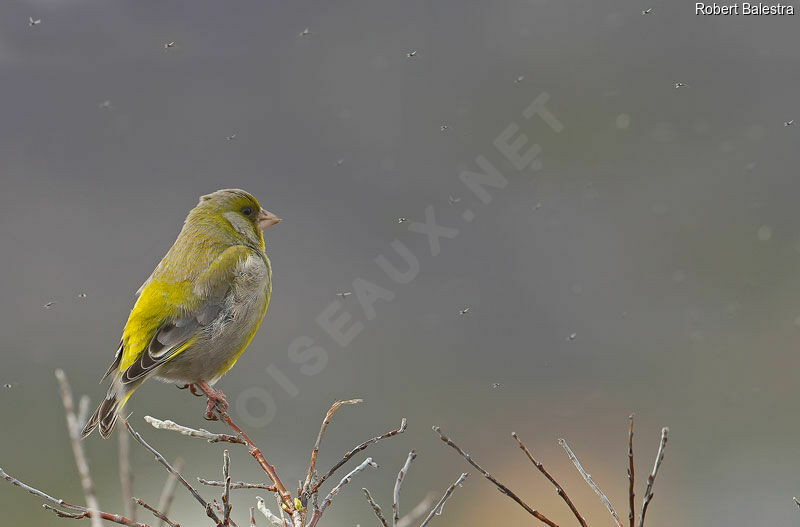 European Greenfinch