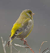 European Greenfinch