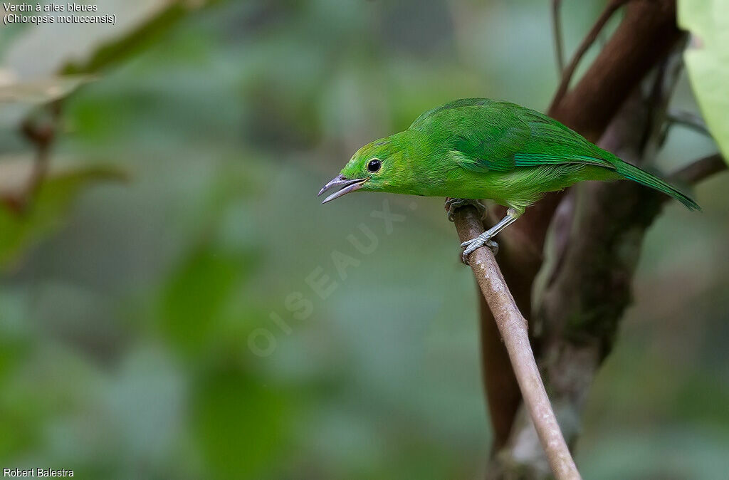 Blue-winged Leafbird female