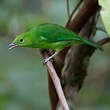 Verdin à ailes bleues