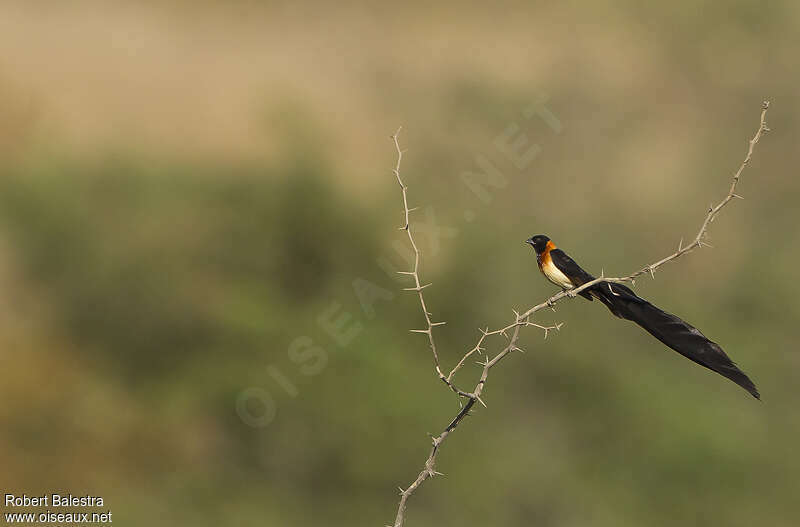 Sahel Paradise Whydah male adult breeding