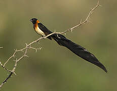 Sahel Paradise Whydah