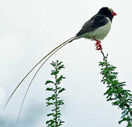 Straw-tailed Whydah