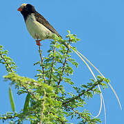 Straw-tailed Whydah