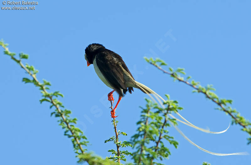 Straw-tailed Whydah male adult