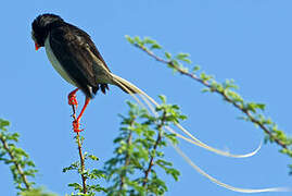 Straw-tailed Whydah