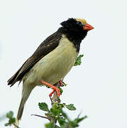 Straw-tailed Whydah