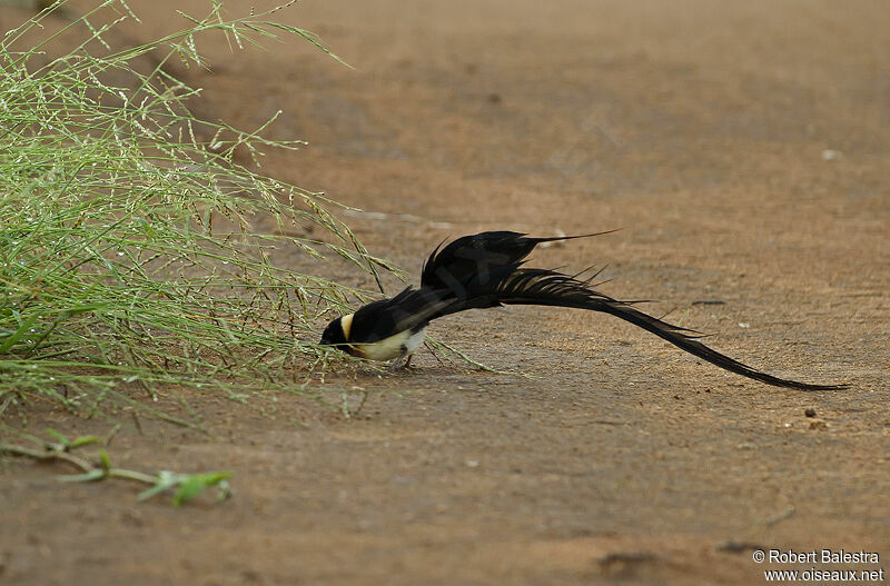 Long-tailed Paradise Whydah