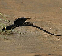 Long-tailed Paradise Whydah