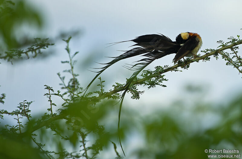 Long-tailed Paradise Whydah