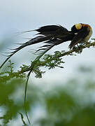 Long-tailed Paradise Whydah