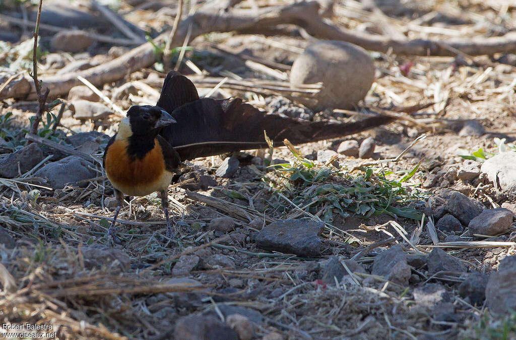 Long-tailed Paradise Whydah male adult breeding