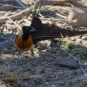 Long-tailed Paradise Whydah