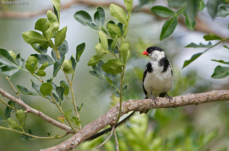 Pin-tailed Whydah