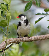 Pin-tailed Whydah