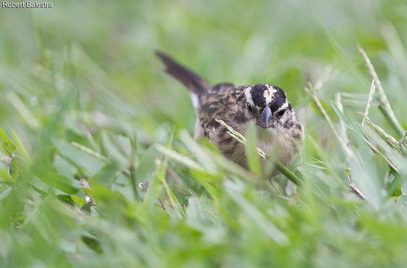 Pin-tailed Whydah