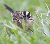 Pin-tailed Whydah