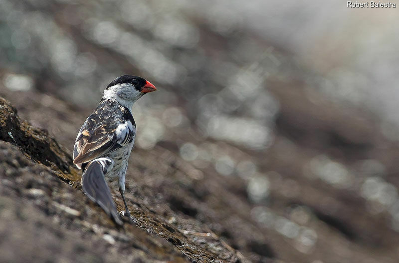 Pin-tailed Whydah