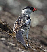 Pin-tailed Whydah