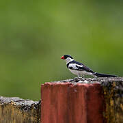 Pin-tailed Whydah