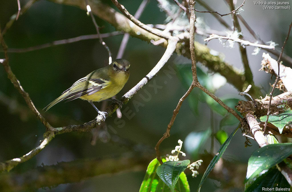 Yellow-winged Vireo