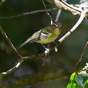 Yellow-winged Vireo