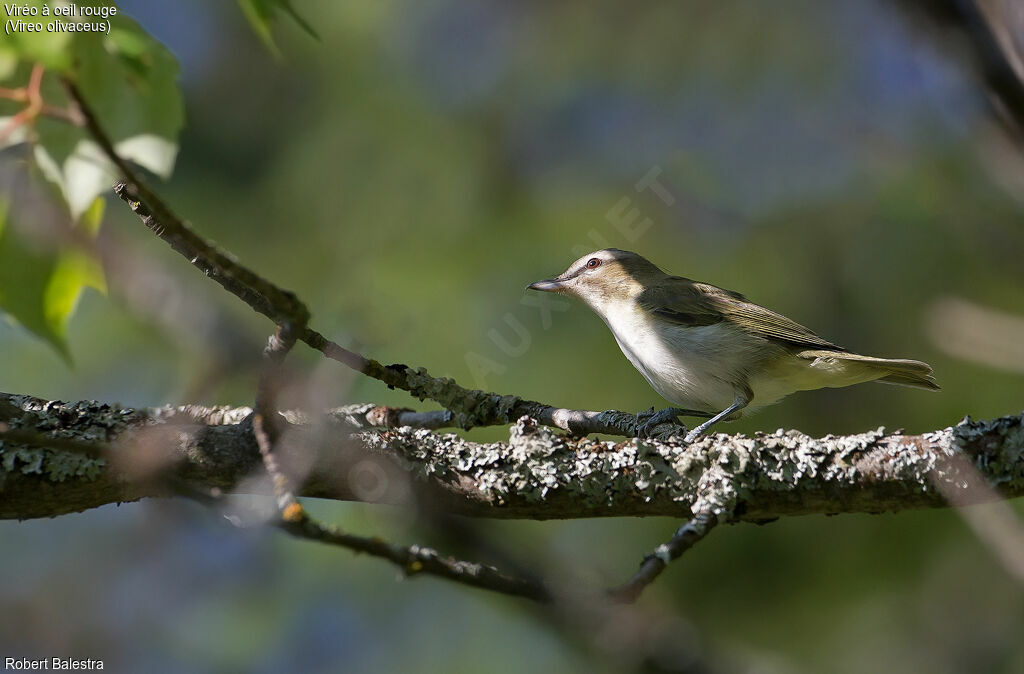 Red-eyed Vireo