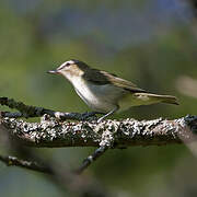 Red-eyed Vireo