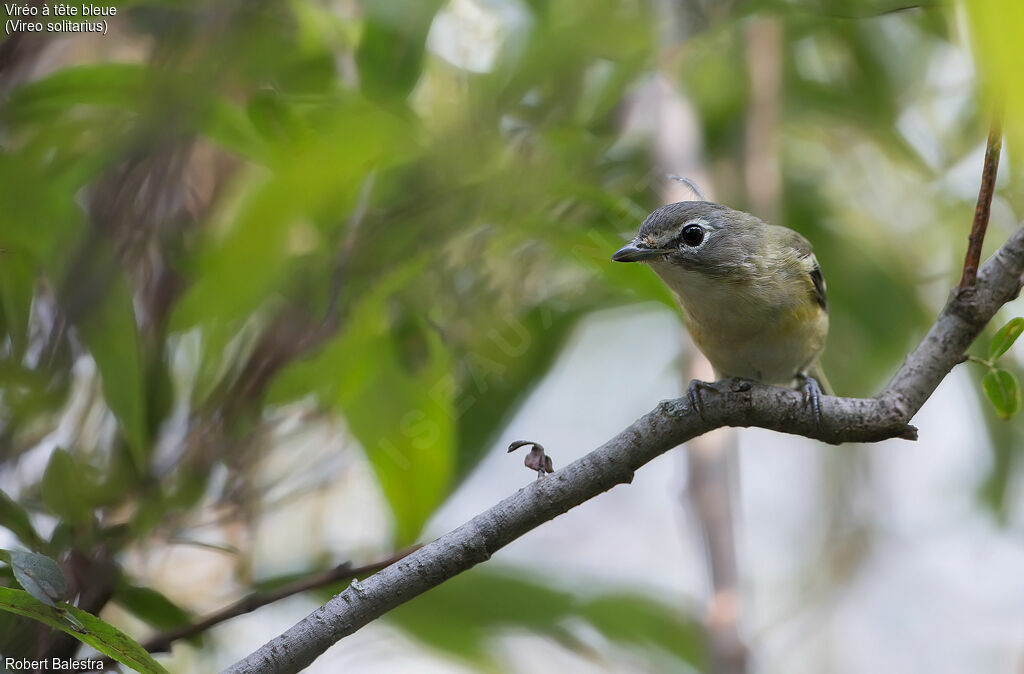 Blue-headed Vireo