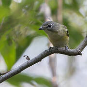 Blue-headed Vireo