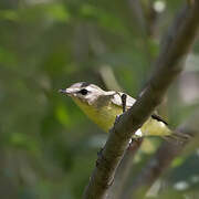 Philadelphia Vireo